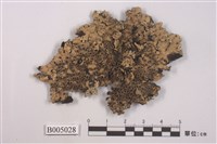 藏品(麗雙歧根梅衣)的圖片